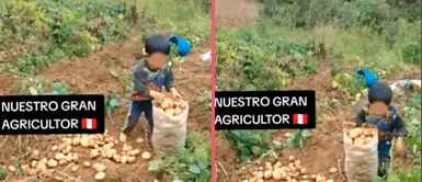 El sueño de pequeño niño, futuro agricultor, conmociona redes El sueño de pequeño niño, futuro agricultor, conmociona redes: "Estudio, trabajo y compro mi maquinaria"