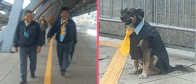 Perrito vestido como trabajador del Metropolitano causa sensación en TikTok: “Los choferes lo aman” Perrito vestido como trabajador del Metropolitano causa sensación en TikTok: “Los choferes lo aman”