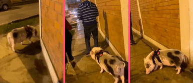 Captan a hombre paseando a su chancho como si fuese un perro por las calles de Lima "Solo en Perú": Captan a hombre paseando a su chancho como si fuese un perro por las calles de Lima