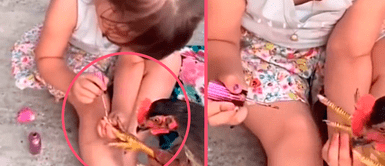 Niña deja en shock a todos al hacerle pedicure a su gallina: "Se mueve menos que yo" Niña deja en shock a todos al hacerle pedicure a su gallina: "Se mueve menos que yo"