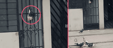 ¡Por dormilona! Palomas 'asaltan' a peruana y la dejan sin pan para el desayuno ¡Por dormilona! Palomas 'asaltan' a peruana y la dejan sin pan para el desayuno