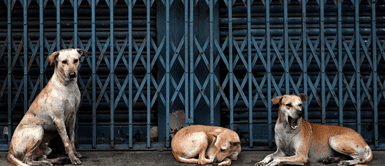 Crematorio de mascotas ayuda a animales rescatados. De la tristeza a la esperanza: Crematorio de mascotas ayuda a 130 perros sin hogar