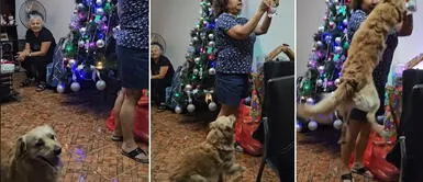 Perro se cansa de esperar y se lleva a su estilo su regalo: "Trae para acá" Perro se cansa de esperar y se lleva a su estilo su regalo: "Trae para acá"