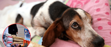 Conoce los cuidados de tus mascotas en fiestas navideñas. Lágrimas silenciosas: la triste realidad de las mascotas frente a los fuegos artificiales