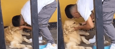 Piero Quispe se quiebra al despedirse de su perrito. Piero Quispe rompe en llanto tras despedirse de su perro para viajar a México y enternece a miles