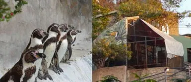 Este es el colegio en Lima que tiene su propio zoológico, ¿como el parque de las leyendas? Este es el colegio en Lima que tiene su propio zoológico, ¿como el parque de las leyendas?