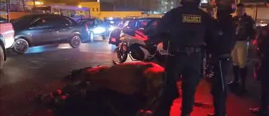 Noche Blanquiazul 2024: caballo de la PNP salió corriendo por pirotécnicos y murió en accidente de tránsito Noche Blanquiazul 2024: caballo de la PNP salió corriendo por pirotécnicos y murió en accidente de tránsito