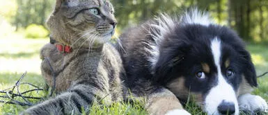 Las mascotas se han convertido en integrantes importantes en las familias. ¿Qué alternativas existen para despedir a nuestras mascotas?