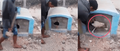 Perrito es enterrado VIVO en una tumba y gracias a su llanto pudo ser rescatado con comba Perrito es ENTERRADO VIVO en una tumba y gracias a su llanto pudo ser rescatado en Chiclayo