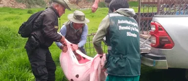 Rescatan a puma andino que vivía enjaulado en un recreo campestre de Ayacucho ¡Buena noticia! Rescatan a puma andino que vivía enjaulado en un recreo campestre de Ayacucho