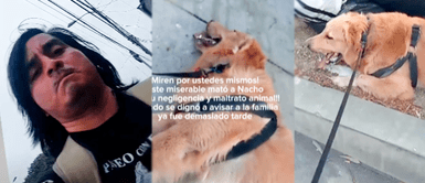 Dueño de mascota muerta pide justicia tras presunta negligencia de paseador "Nadie me va a devolver a Nacho": dueño de mascota muerta pide justicia tras presunta negligencia de paseador