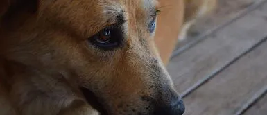 Mujer APUÑALÓ 19 veces a un perro en el Callao en medio de disputa vecinal Mujer APUÑALÓ 19 veces a un perro en el Callao en medio de disputa vecinal