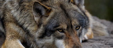 Descubren a los LOBOS MUTANTES de CHERNÓBIL con GENES resistentes al CÁNCER: ¿Son la cura? Descubren a los LOBOS MUTANTES de CHERNÓBIL con GENES resistentes al CÁNCER: ¿Son la cura?