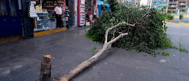 Hombre deberá pagar multa valorizada en 2,575 soles por talar árbol en La Victoria ¡Para que aprenda! Hombre deberá pagar multa valorizada en 2,575 soles por talar árbol en La Victoria