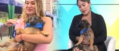 Periodista peruana adopta a perrito callejero y se quiebra al contar experiencia: "Sentí una paz" Periodista peruana adopta a perrito callejero y se quiebra al contar experiencia: "Sentí una paz"