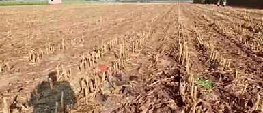 Horror en Arequipa: Madre e hija mueren desgarradas por cortadora de chala Horror en Arequipa: ¡Hallan cuerpos en descomposición! Madre e hija mueren desgarradas por cortadora de chala