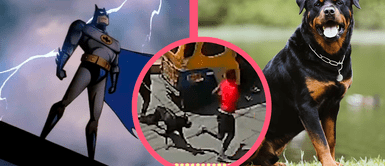 Perro Rottwailer se vuelve famoso por detener a varios delincuentes en San Juan de Miraflores Perro Rottwailer se vuelve famoso por detener a varios delincuentes en San Juan de Miraflores