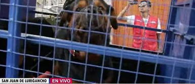 Bebé de tres meses murió por ataque de perros Bebe de 3 meses PERDIÓ LA VIDA tras sufrir ataque de dos perros rottweiler