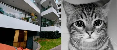 Cobarde acto en Surco: 6 gatitos lanzados desde octavo piso de un edificio, en el Golf Los Incas Cobarde acto en Surco: 6 gatitos lanzados desde octavo piso de un edificio, en el Golf Los Incas