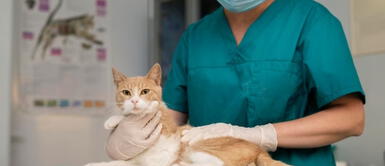 ¿Por qué es importante realizarle chequeos regulares a tu gato? ¿Por qué es importante realizarle chequeos regulares a tu gato?