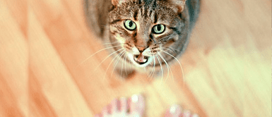 ¿Mamá gatuna? Conoce la aplicación que permite “traducir” el maullido de los gatos ¿Mamá gatuna? Conoce la aplicación que permite “traducir” el maullido de los gatos