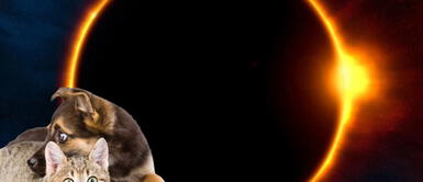 ¿Cómo puedo proteger a mis mascotas del eclipse solar? ¿Cómo puedo proteger a mis mascotas del eclipse solar?