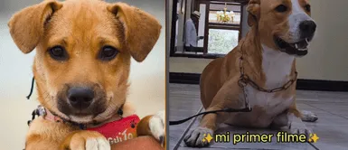 Conoce todos los detalles de la película 'Vaguito'. Película "Vaguito": Fecha de estreno y TODO lo que necesitas saber sobre el film del 'Hachiko Peruano'