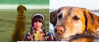 Conoce todos los detalles de la película 'Vaguito'. Usuarios INDIGNADOS por PERUANOS que PREFIEREN 'CHABUCA' a película de 'Vaguito', el 'Hachiko peruano'