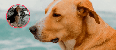 ¿A dónde irán las ganancias de 'Vaguito', el ‘Hachiko peruano’? La noble razón por la que debes ver la película ¿A dónde irán las ganancias de 'Vaguito', el ‘Hachiko peruano’? La noble razón por la que debes ver la película