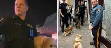 Policías ponen en peligro sus vidas y salvan a casi 50 perros de una muerte segura en incendio: "Héroes" Policías ponen en peligro sus vidas y salvan a casi 50 perros de una muerte segura en incendio: "Héroes"