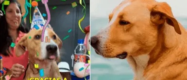 Perrito de película 'Vaguito' derrite corazones al agradecer a su público Perrito de película 'Vaguito' derrite corazones al agradecer a su público: "Los humanos me quieren"