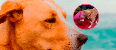 'Vaguito' se emociona tras éxito de su película y destroza set de TV Perú EN VIVO 'Vaguito' se emociona tras éxito de su película y destroza set de TV Perú EN VIVO