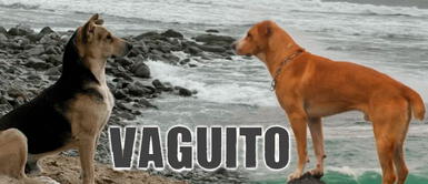 "Vaguito" Usuarios DESTRUYEN a periodista que criticó al perro actor de la película "Vaguito": Usuarios DESTRUYEN a periodista que criticó al perro actor de la película