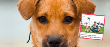 Vaguito hace de las suyas en set de TV Perú ¿Vaguito se entera de la crítica del periodista y DESTROZA set de TV Perú? Perro reaccionó así en programa