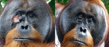 ¡Maravilloso hallazgo! Científicos documentan caso de orangután que elaboró ungüento para curarse una herida ¡Maravilloso hallazgo! Científicos documentan caso de orangután que elaboró ungüento para curarse una herida