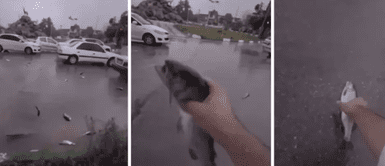 ¿FIN DEL MUNDO? Lluvia de PECES genera TERROR en población de IRÁN y CIENCIA da impactante EXPLICACIÓN ¿FIN DEL MUNDO? Lluvia de PECES genera TERROR en población de IRÁN y CIENCIA da impactante EXPLICACIÓN