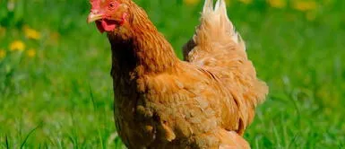 En el Perú, más de 29 millones de gallinas están confinadas en jaulas sin poder picotear, anidar y estirar sus alas. Día Internacional del Respeto a las Gallinas: ¿Cómo su crianza afecta al huevo que consumes?