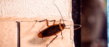 Por qué las cucarachas son tan difíciles de matar ¡Son indestructibles! Por qué las cucarachas son tan difíciles de matar