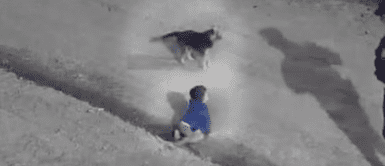 Rescatan a BEBÉ que gateaba SOLO en la madrugada, pero su PERRITO lo CUIDÓ todo el camino ¡El mejor amigo del hombre! Rescatan a BEBÉ que gateaba SOLO en la madrugada, pero su PERRITO lo CUIDÓ todo el camino