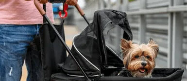 Sigue estos pasos para viajar con tu mascota. Todo lo que necesitas saber para llevar a tu MASCOTA en transporte público: Sigue estos consejos