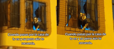 Joven pasa por la casa de su expareja y la reacción de la mascota enternece las redes sociales Joven pasa por la casa de su expareja y la reacción de la mascota enternece las redes sociales