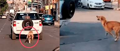 Perrito fue abandonado por su dueña en la carretera Perrito sufre CRUEL ABANDONO en la calle y corre desesperado para alcanzar el auto de su dueña