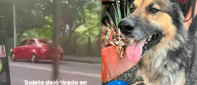 Se bajaron a comer en restaurante y se fueron corriendo para abandonar a su perro ¡Insólito! Se bajaron a comer en restaurante y se fueron corriendo para abandonar a su perro