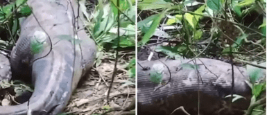 Serpiente se come a mujer ¡De TERROR! Mujer DESAPARECIDA es encontrada dentro del estómago de una ENORME SERPIENTE