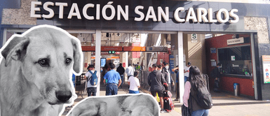 Conoce qué pasó con el caso que estremeció a toda la ciudad. Horror en SJL: hallan 50 colas de PERROS en estación San Carlos del tren