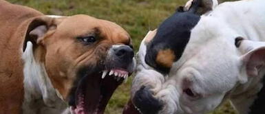 Ataques de perros pitbulls Bebé de 15 meses MUERE tras TERRIBLE ATAQUE de de pitbulls: Su madre intentó salvarlo