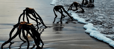 Criaturas consideradas como extraterrestres 'CRIATURAS' que SALEN DEL MAR causan PÁNICO en las redes y son COMPARADAS con EXTRATERRESTRES: Conoce qué son