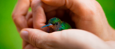 ¿Qué significado espiritual tiene soñar con un colibrí? ¿Qué significado espiritual tiene soñar con un colibrí?