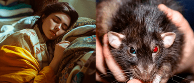 ¿Qué significa soñar con ratas? ¿Qué significa soñar con ratas?: el mensaje espiritual y psicológico detrás de tu sueño con roedores