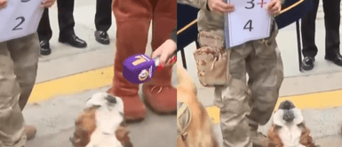 Conoce la emotiva historia de Velox en Fiestas Patrias. ¡Conoce a Velox! El perro matemático que sorprende con sumas y restas en el Gran Desfile 2024